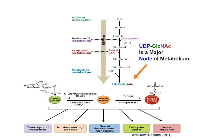 Picture of HBP and O-GlcNAc