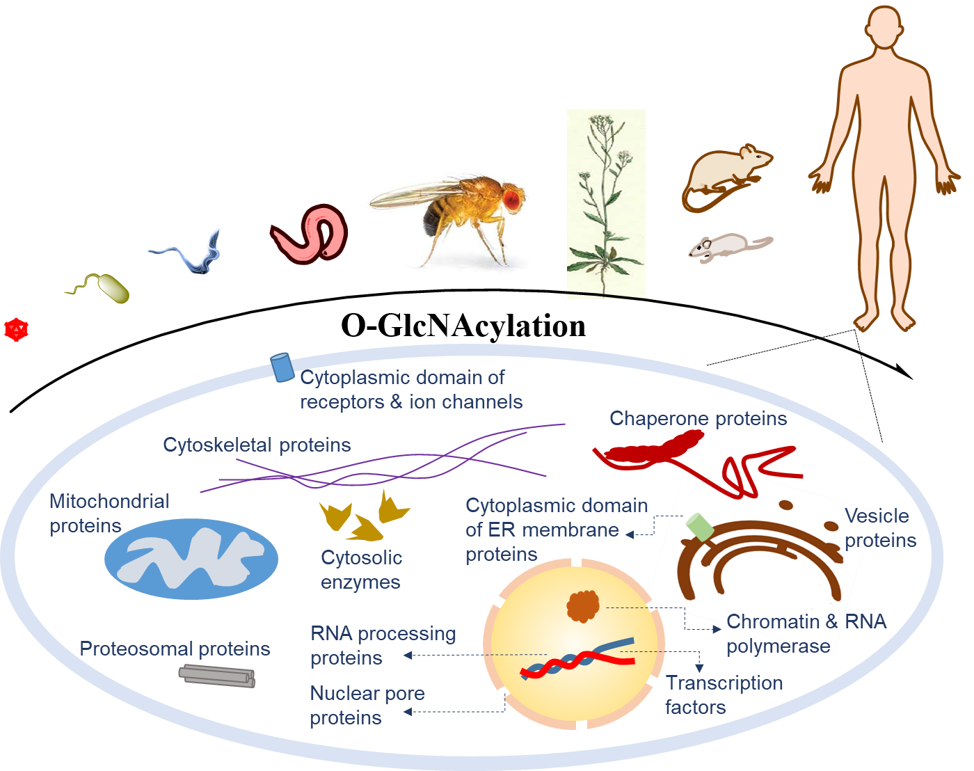 O-GlcNAcylation across organisms and its diverse protein targets in cellular compartments